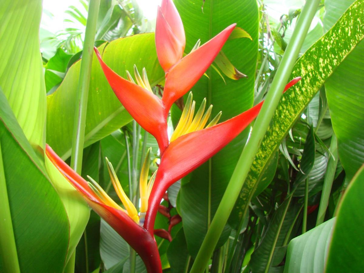 Smithy'S Eco-Apartment Morne Jaloux Ridge エクステリア 写真